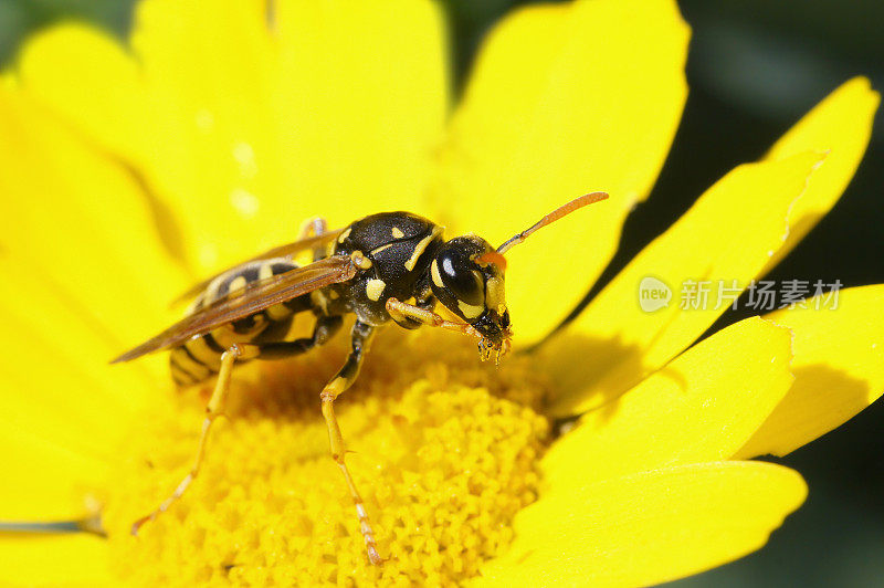 黄菊上的黄蜂