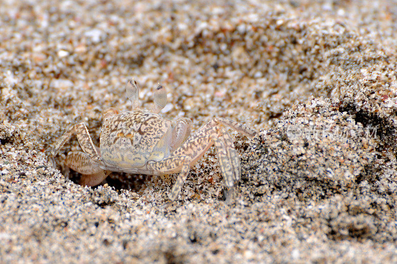 鬼蟹，高迪豪苏迪，伪装海滩沙
