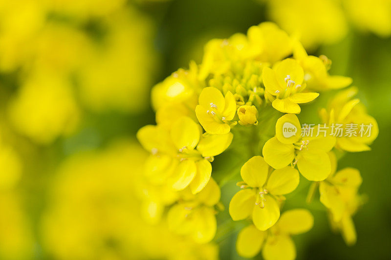 油菜花特写