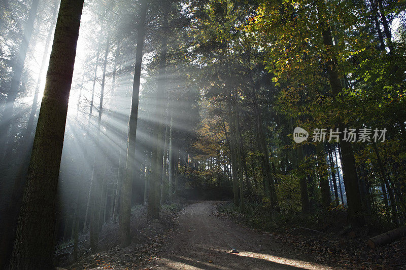 森林与阳光