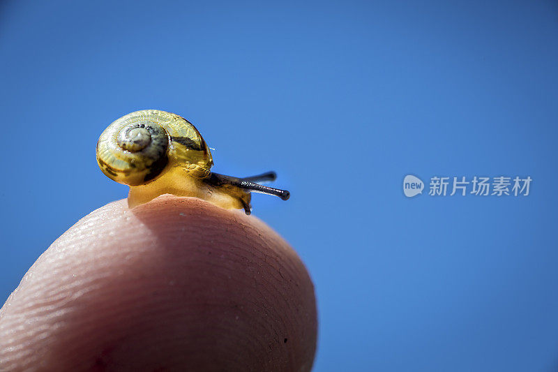 指尖上的蜗牛