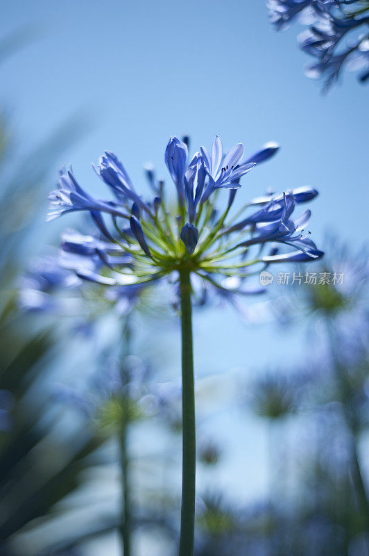 花紫色球。