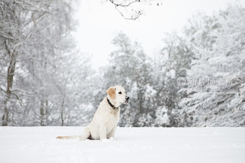 冬天的场景金毛猎犬幼犬在雪中