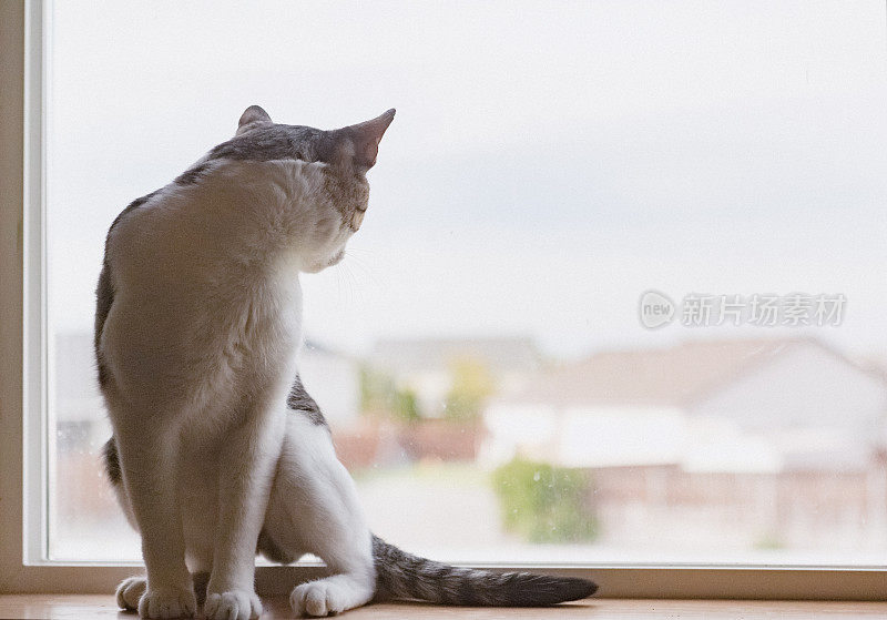 室内家猫向窗外看