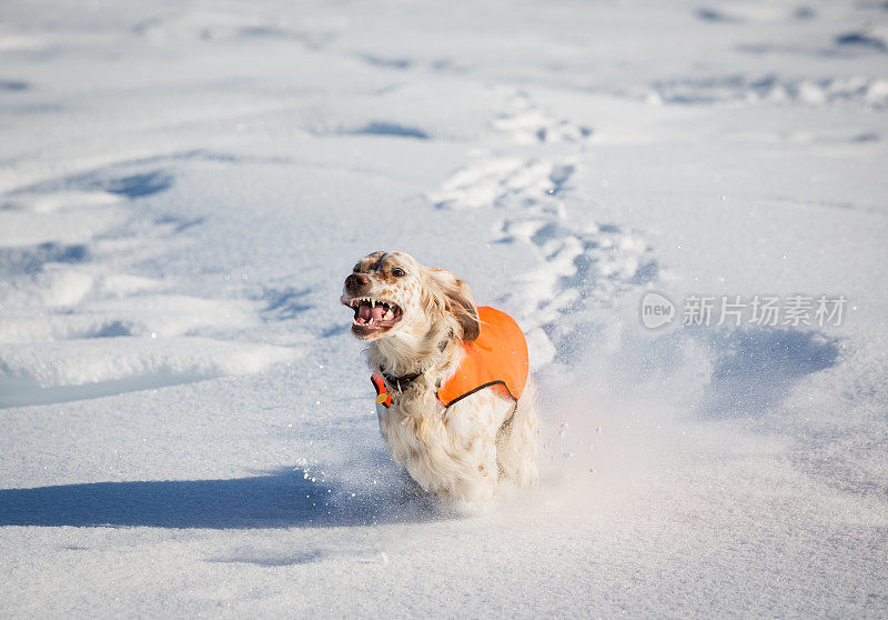 挪威雪地里奔跑的英国塞特犬