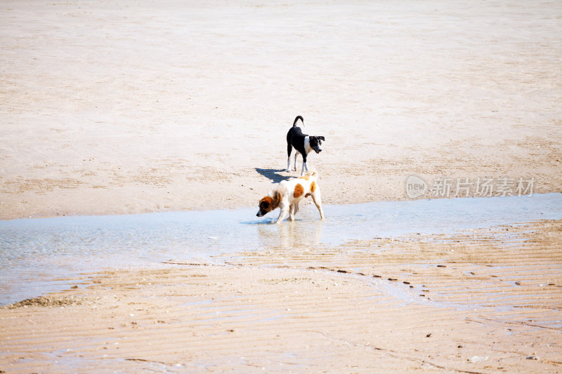 泰国差庵海滩上的流浪狗