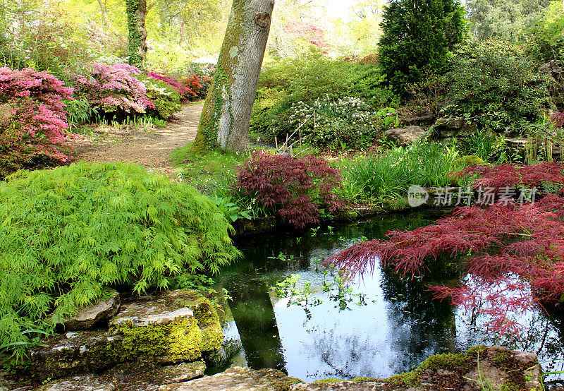 花园池塘边的杜鹃花和日本枫树