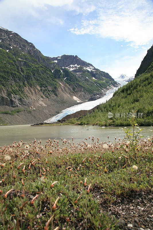 熊冰川与斯特罗恩湖和野花在前景。