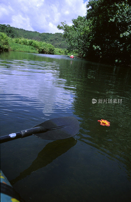 夏威夷考艾岛外陆河上的木槿花和皮艇