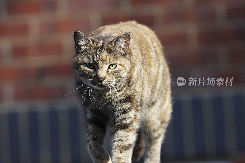 马鲛虎斑猫在城市里觅食