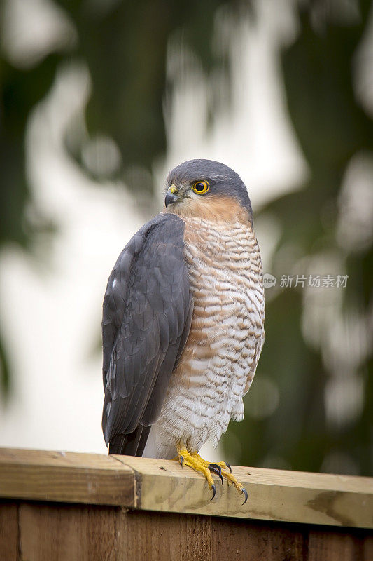 Sparrowhawk(猛禽努力)