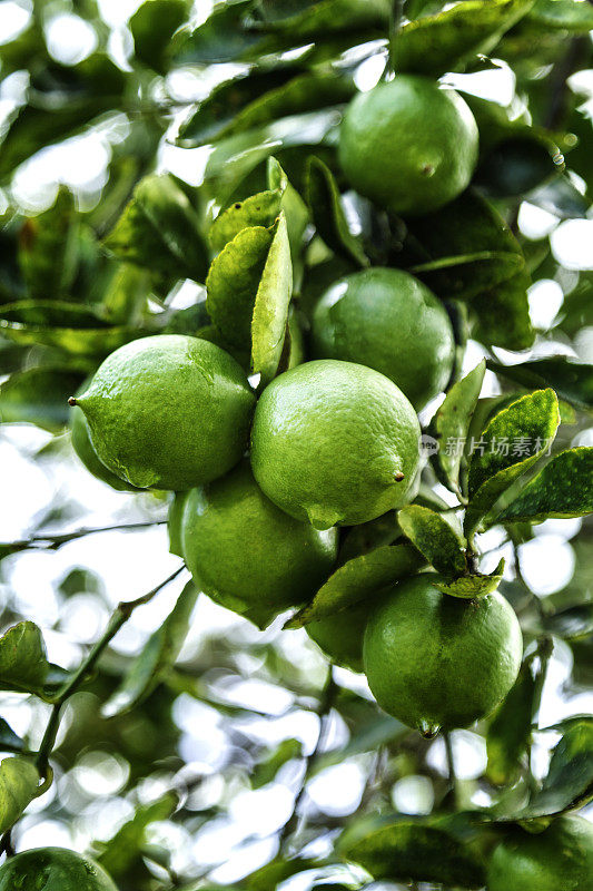 热带水果——树上长着成熟的柠檬