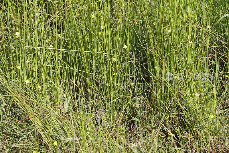 芦苇丛中的湿地金盏花