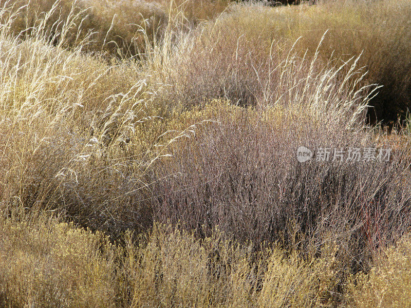 艾草风滚草领域