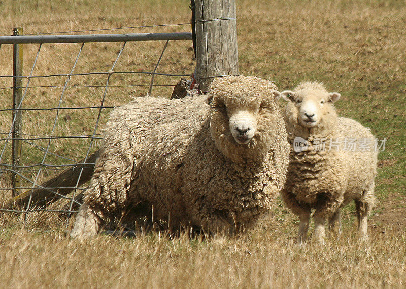 Merinos