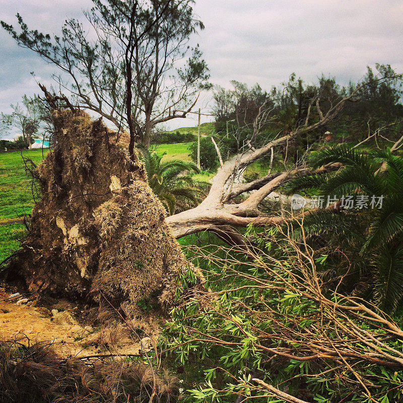 飓风过后倒下的百慕大棕榈树