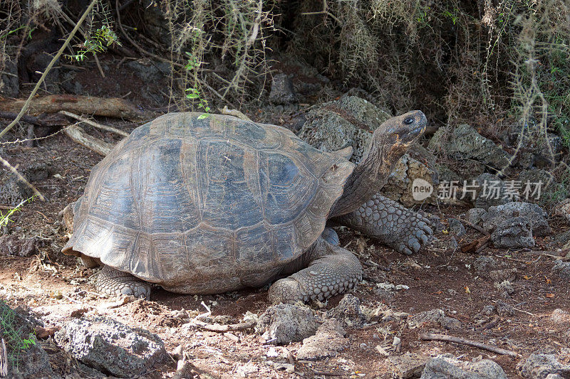 加拉帕戈斯tortoise