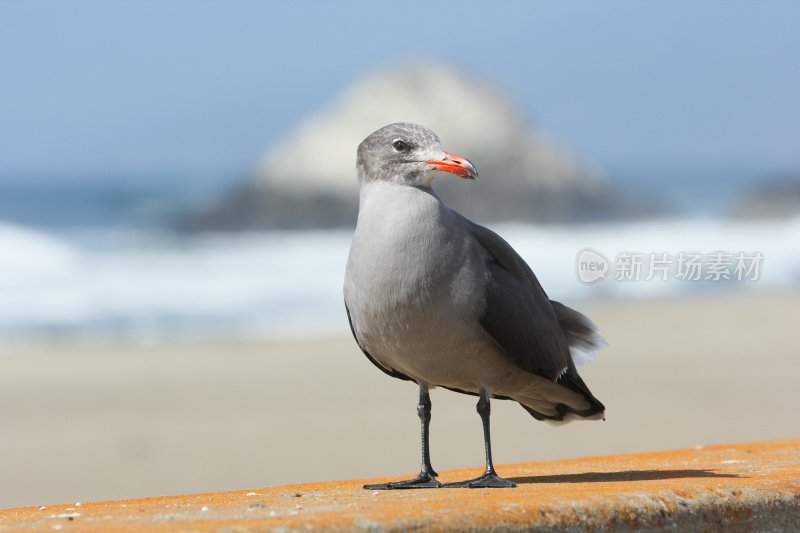 加州旧金山海滩上的海鸥