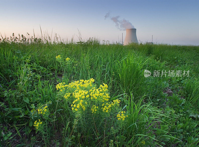 核的花