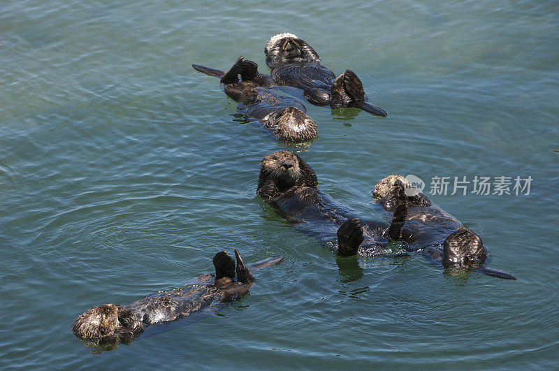 一群野生海獭在平静的海水中休息