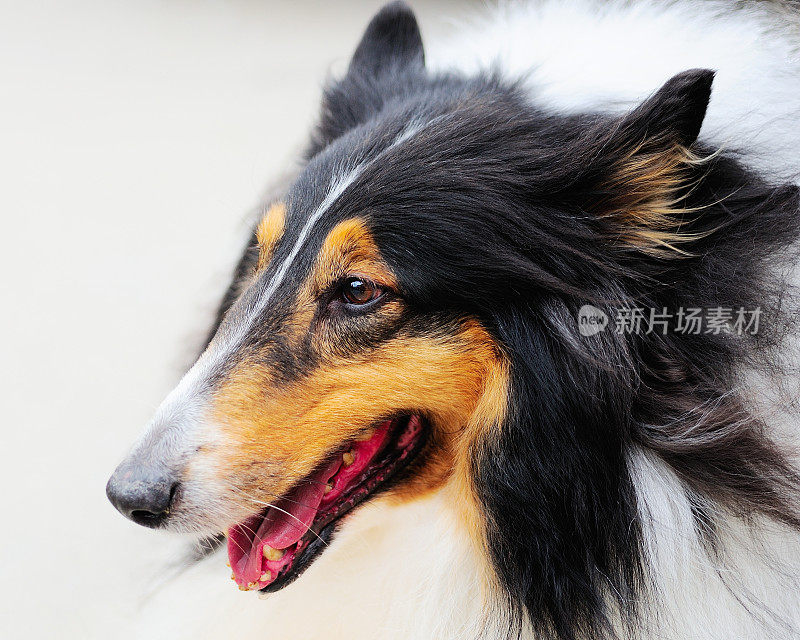 美丽的苏格兰牧羊犬