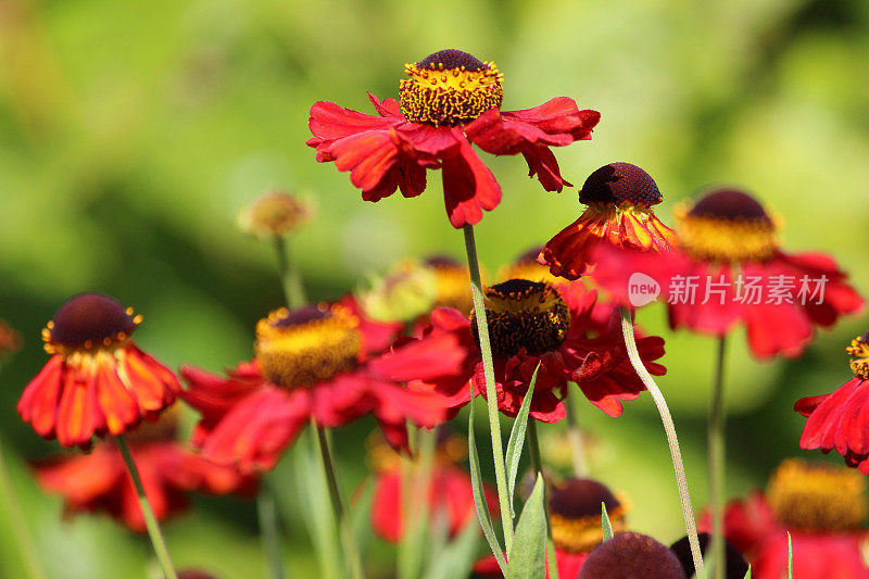 形象的红色氦花，多年生草本花园，氦红宝石