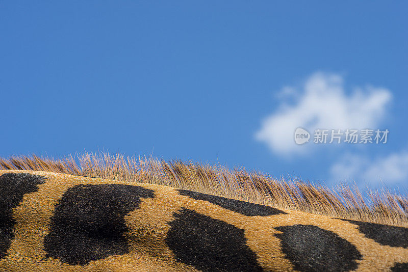 蓝色的天空映衬着长颈鹿的脖子