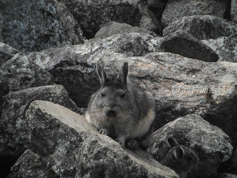 秘鲁:马丘比丘北部Viscacha(刚果语)