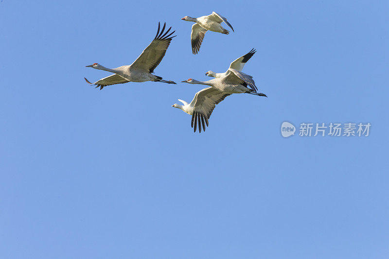 飞沙丘鹤群，加利福尼亚，美国