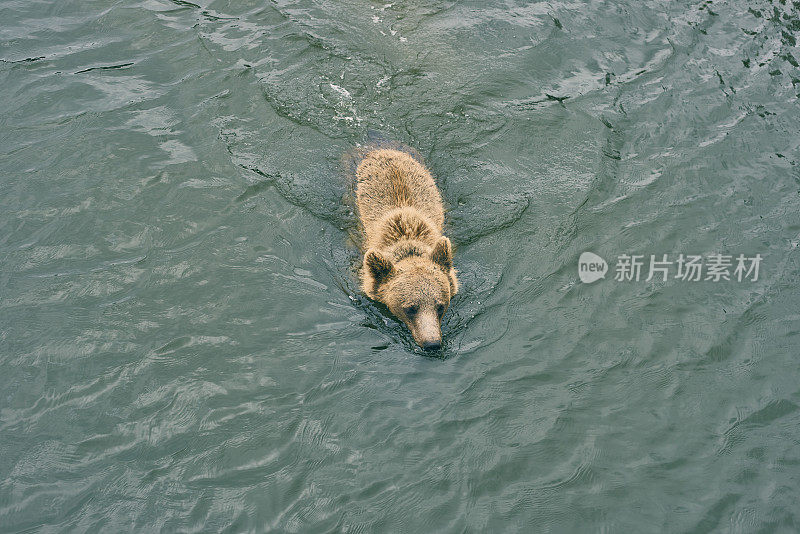 棕熊在荡漾的水里游泳