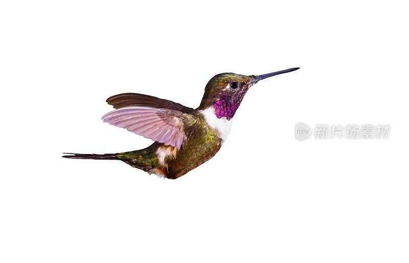 蜂鸟，紫喉的伍德斯塔