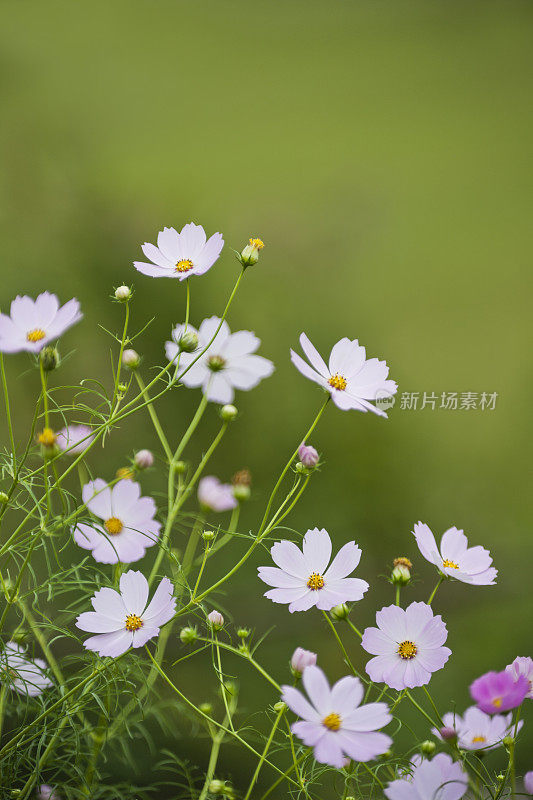 粉红色的宇宙花