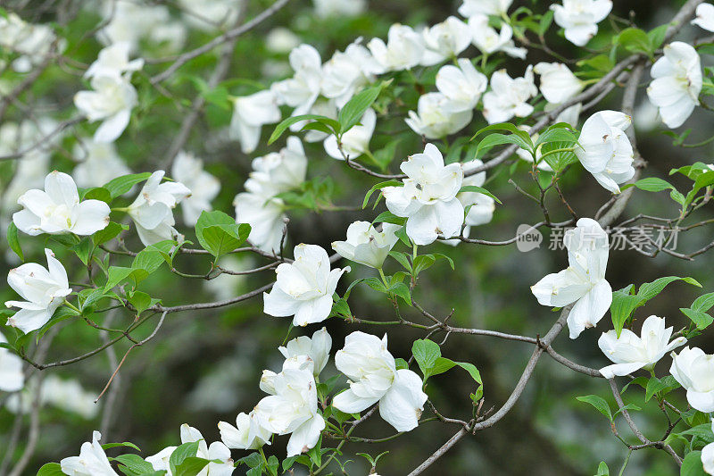 白色开花山茱萸