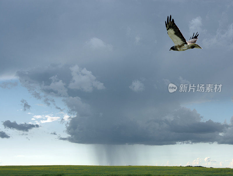 斯文森的老鹰特写，翱翔，雷雨逼近