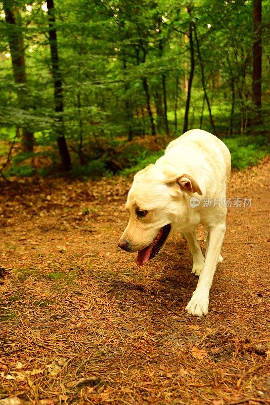 拉布拉多寻回犬