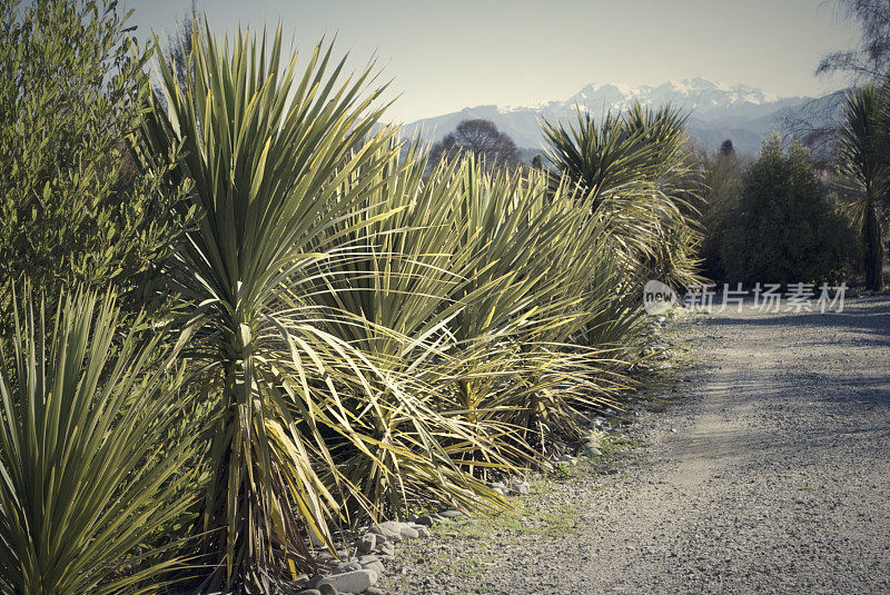 冬景中的新西兰植物