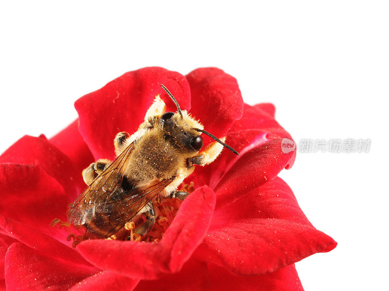 红玫瑰上孤独的蜜蜂