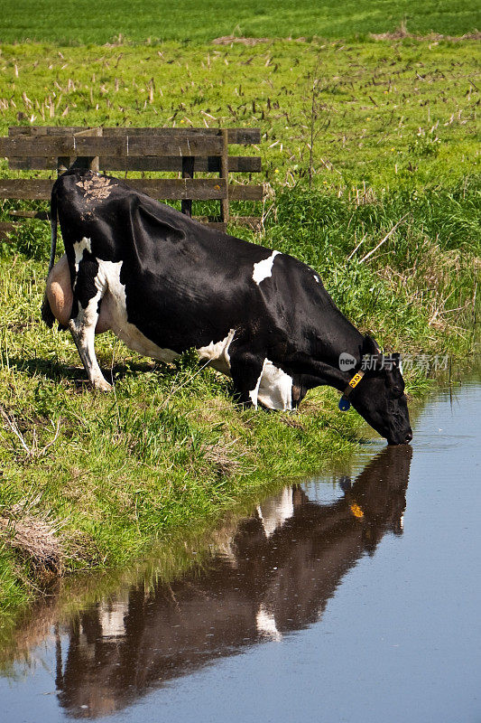 奶牛从沟里喝水