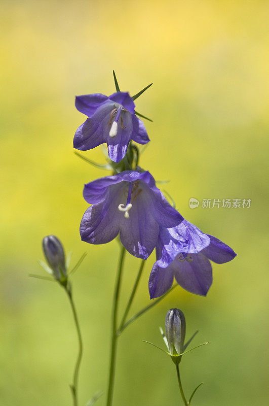 紫色Harebells