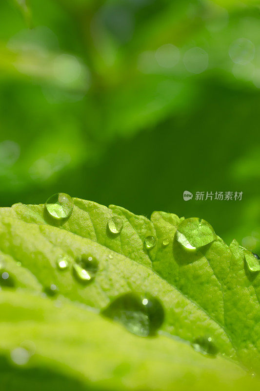 叶子和雨滴(浅自由度)