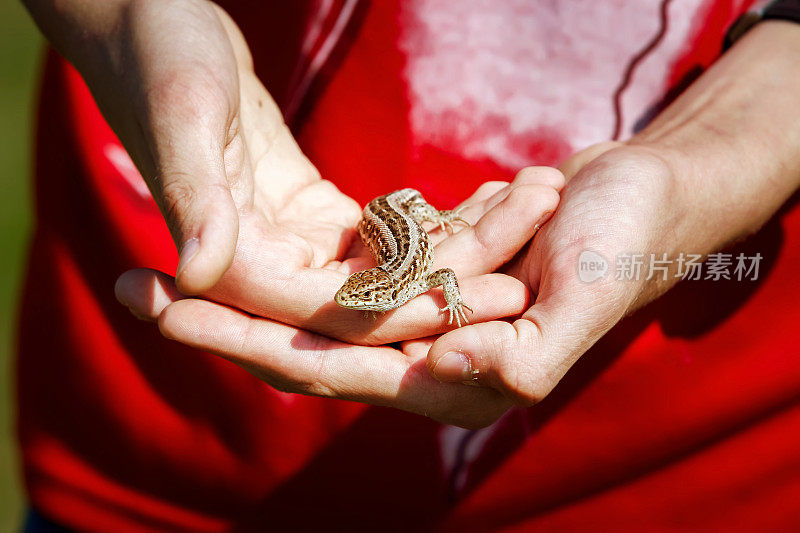 小可爱的蜥蜴在男孩的手里