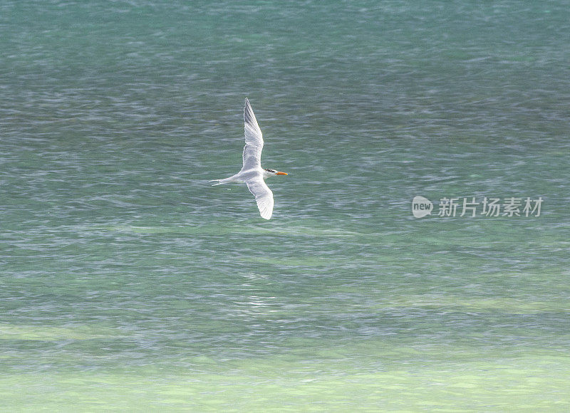 孤单的海鸥飞行