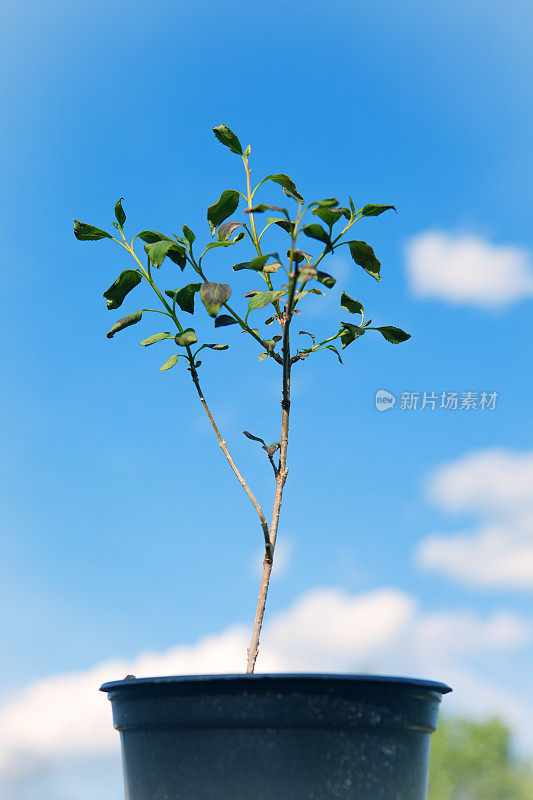 年轻的连翘