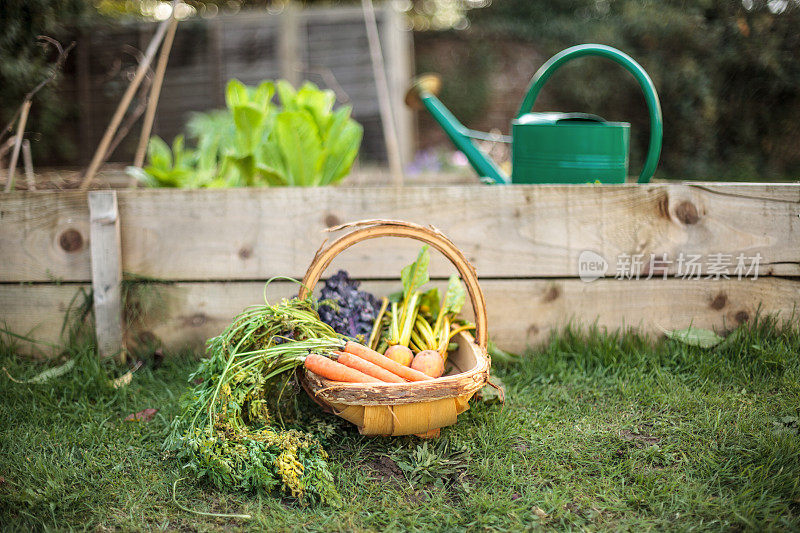 篮子花园新鲜胡萝卜和蔬菜-自给概念