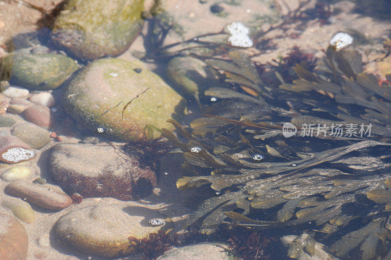 岩池中的海藻