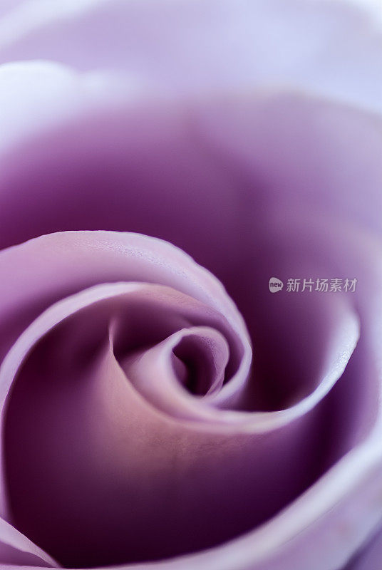 紫色玫瑰特写镜头