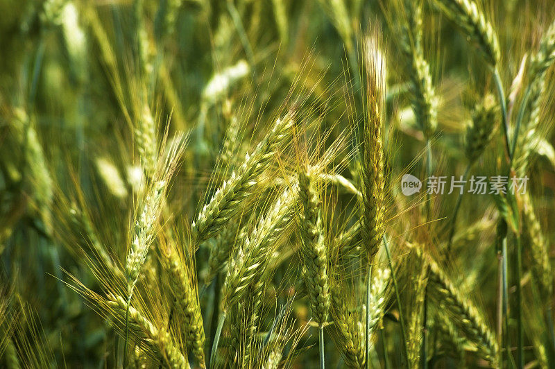 田地里的大麦，特写。