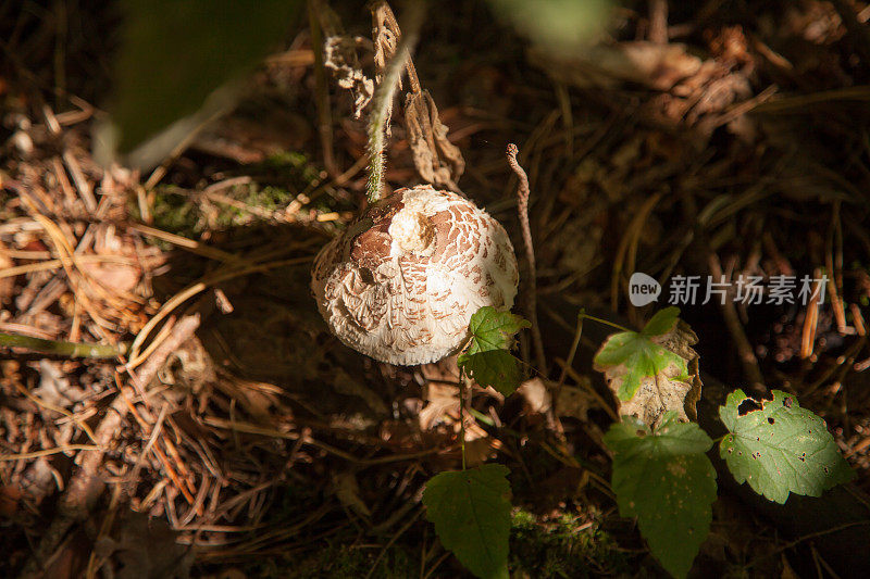 森林地面蘑菇