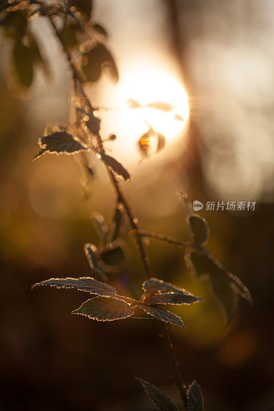 太阳在俄勒冈州被霜覆盖的树叶后面升起。