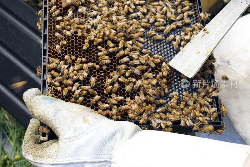 养蜂人展示来自蜂巢的蜜蜂和花粉框架